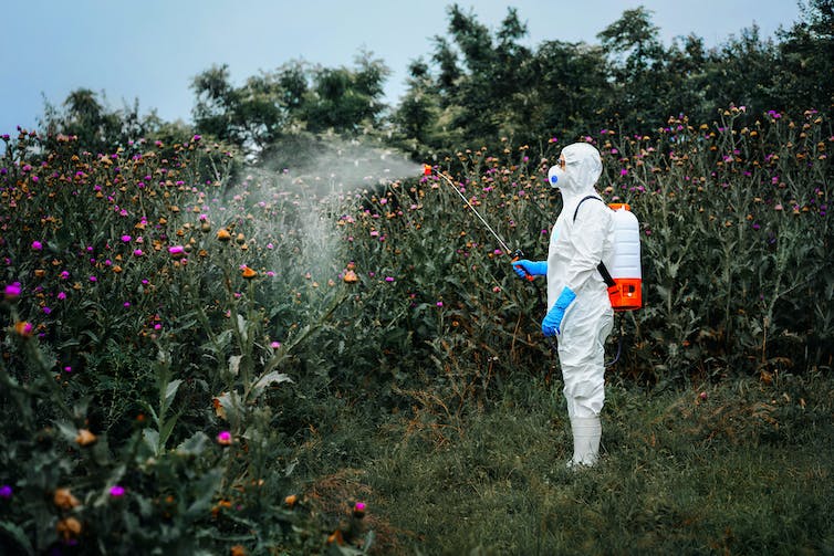Person in protective suit spraying herbicide on plants