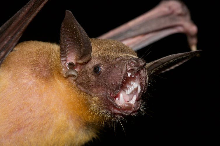 Close-up photo of a bat's head showing large and elaborately ridged ears.