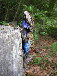 lizard clings to a vertical fence post