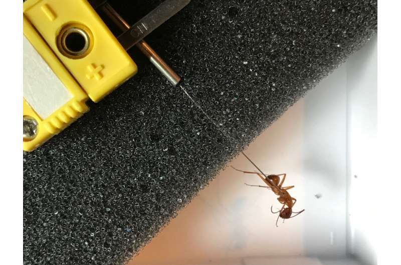 Climate conundrum: Study finds ants aren't altering behavior in rising temperatures