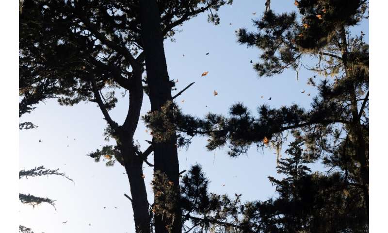 Monarch butterflies take flight in the warm weather as they overwinter in and around the Pacific Grove sanctuary