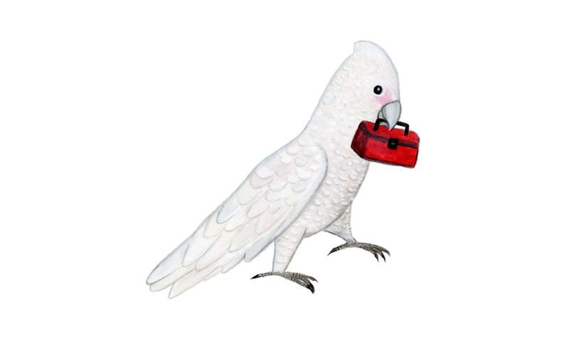 Cockatoos know to bring along multiple tools when they fish for cashews