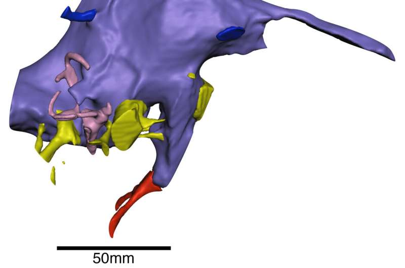 Oldest spinosaur brains revealed