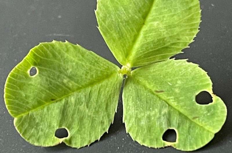Insect bite marks show first fossil evidence for plants' leaves folding up at night