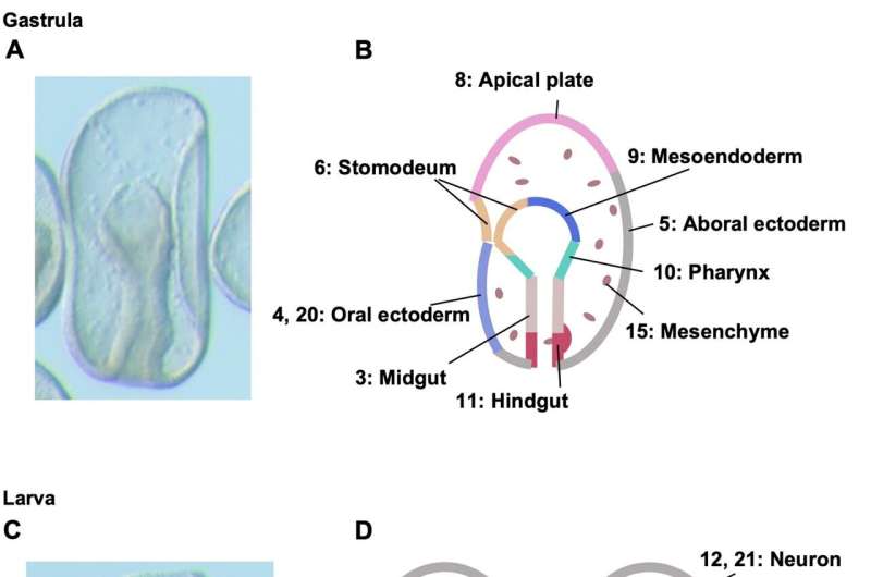 New insights into chordate body plan development answer long-standing questions on evolution