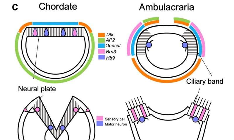 New insights into chordate body plan development answer long-standing questions on evolution