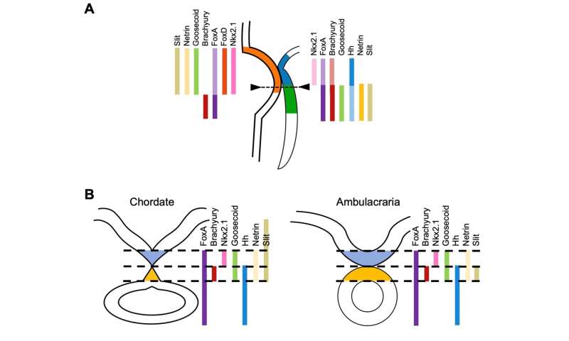 New insights into chordate body plan development answer long-standing questions on evolution