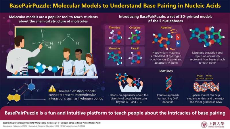 BasePairPuzzle: A new way to teach students about nucleobase pairing