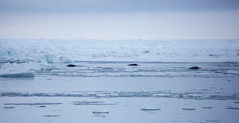 As sea ice declines in the Arctic, bowhead whales are adjusting their migration patterns