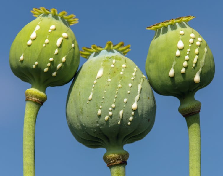 Close-up of opium poppy heads with drops of opium milk latex leaking from the pod.