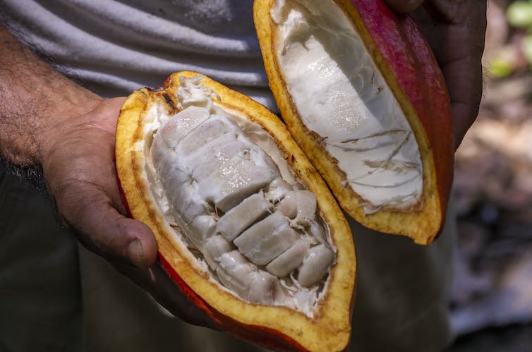 hands hold a split cacao pod, displaying the seeds inside