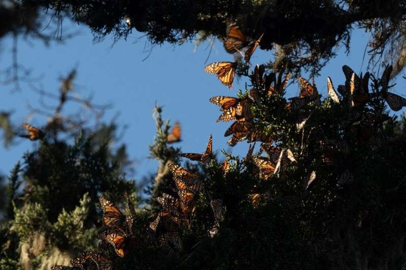 As devastating storms pounded California, nature lovers feared for fragile monarch butterflies