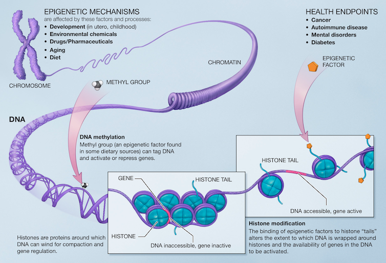 Diagram of DNA methylation