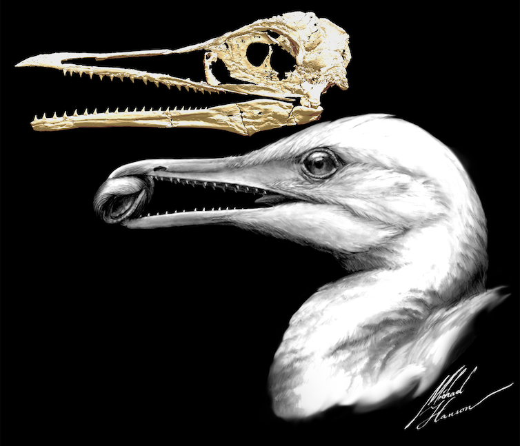 In the foreground is an artist's rendering of a bird head. In the background is a fossil photo showing that bird's skull. Teeth are clearly seen in the jaws.