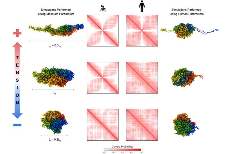 Mosquito's DNA could provide clues on gene expression, regulation