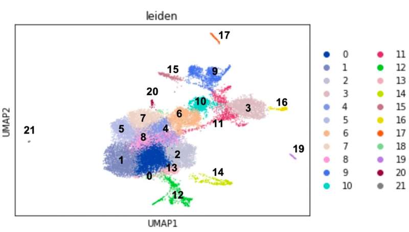 New insights into chordate body plan development answer long-standing questions on evolution