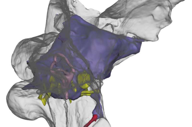 Oldest spinosaur brains revealed