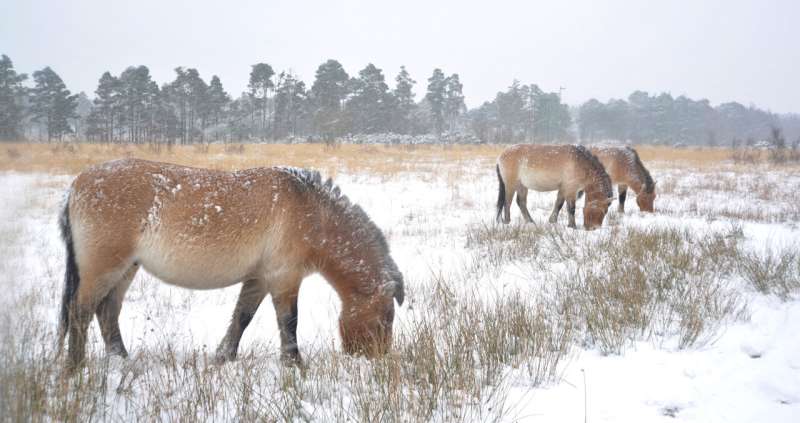 Science can prevent extinctions for species on the brink of death