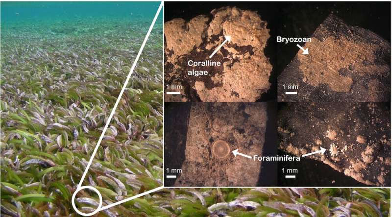 Tropical seagrass meadows are sand factories that could protect coral reef islands from sea-level rise