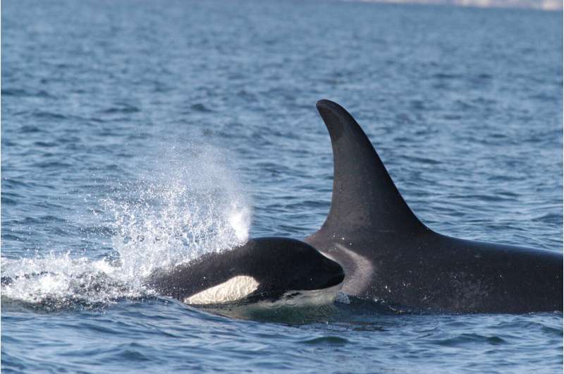 Northern and southern resident orcas hunt differently, which may help explain the decline of southern orcas