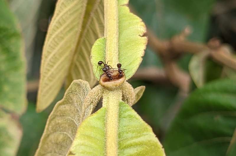 Ants took over the world by following flowering plants out of prehistoric forests