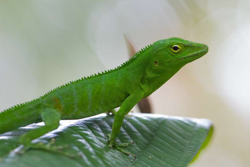 By studying lizards, researchers reveal the forces that shape biodiversity
