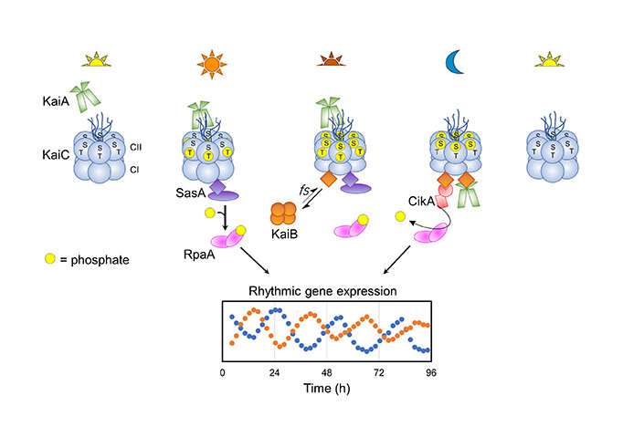 Dissecting the circadian clock in real time