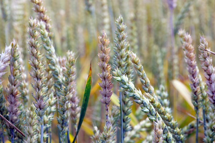 Pink wheat stalks infected with fusarium head blight