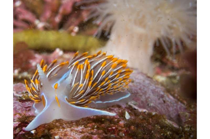 This nudibranch has poisonous 'horns'