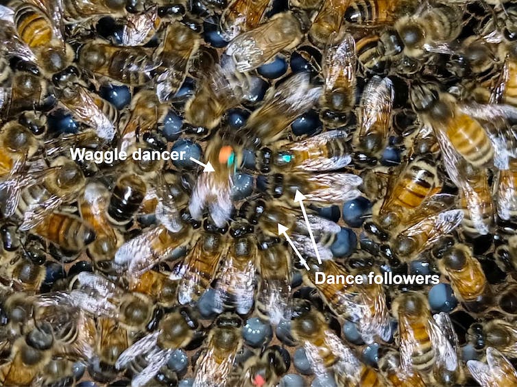 Many bees crammed together, with white arrows pointing to the waggle dancer and the dance follower bees.