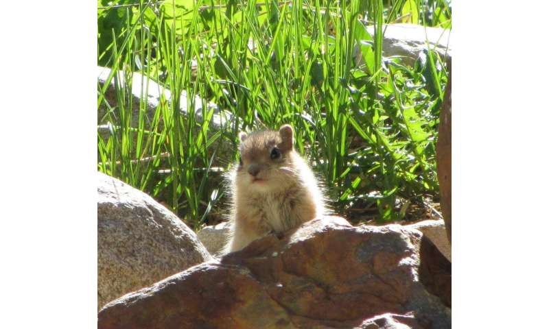 Sierra squirrels find their niche amid a changing climate