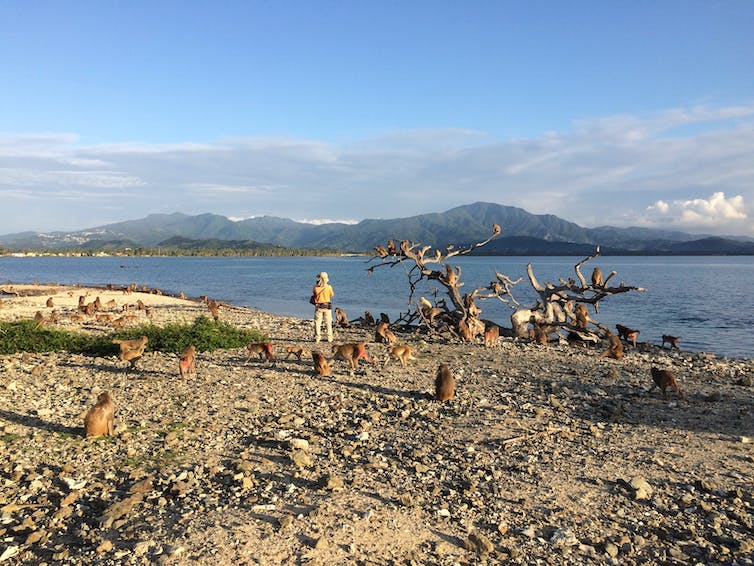dozens of monkeys scattered around a rocky beach with one person standing there