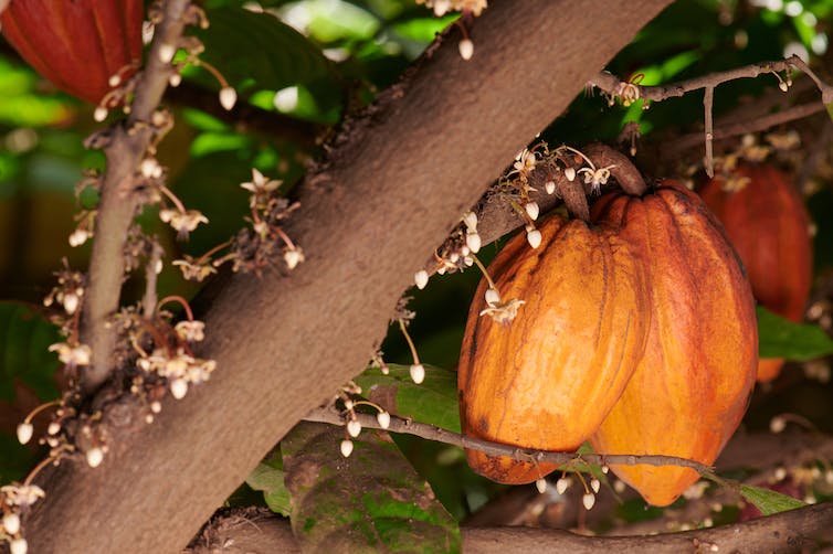 Cacao pods and flowers on branch tree close up