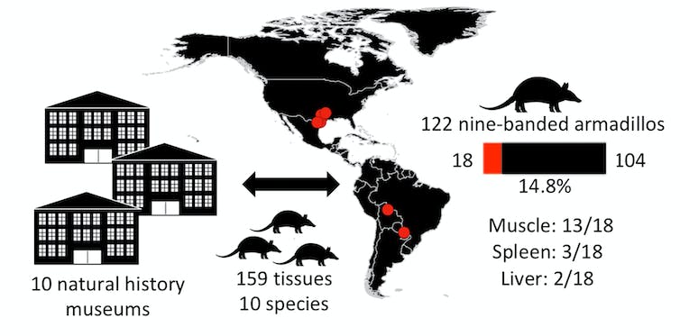 Diagram illustrating number of museums, locations where armadillos were collected and prevalence of pathogen in samples tested.