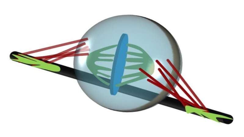 Researchers clear the way for well-rounded view of cellular defects