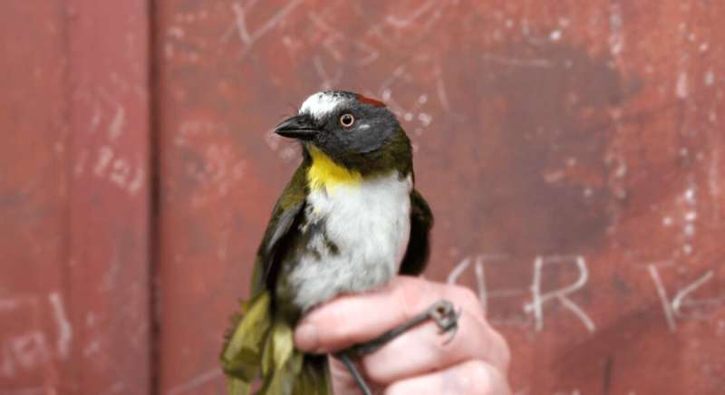 Researchers discover birds with neurotoxin-laden feathers