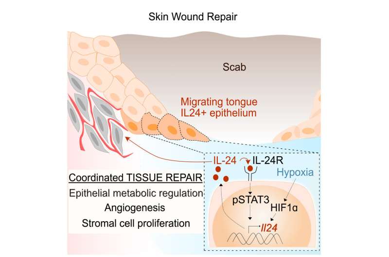 Researchers reveal an ancient mechanism for wound repair