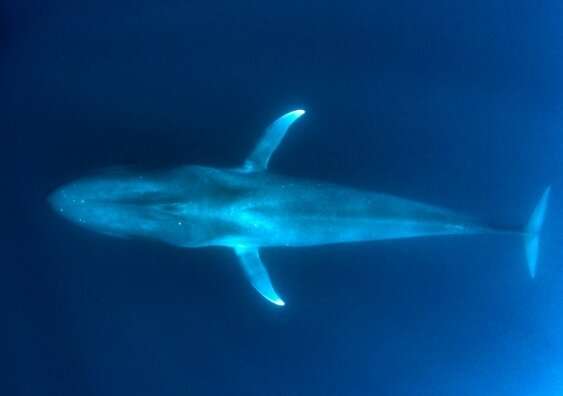 Singing the blues: more whale songs detected during La Niña years