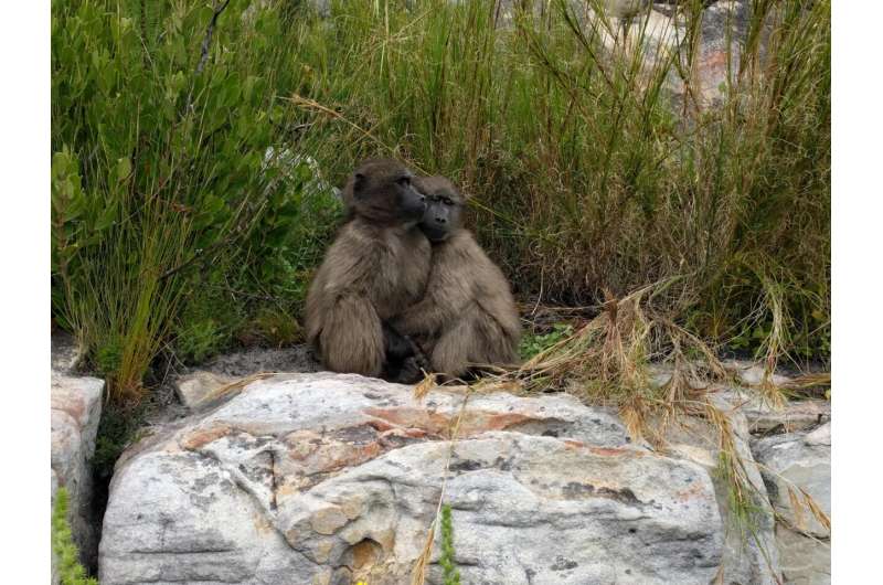 Study shows how machine learning can identify social grooming behaviour from acceleration signals in wild baboons