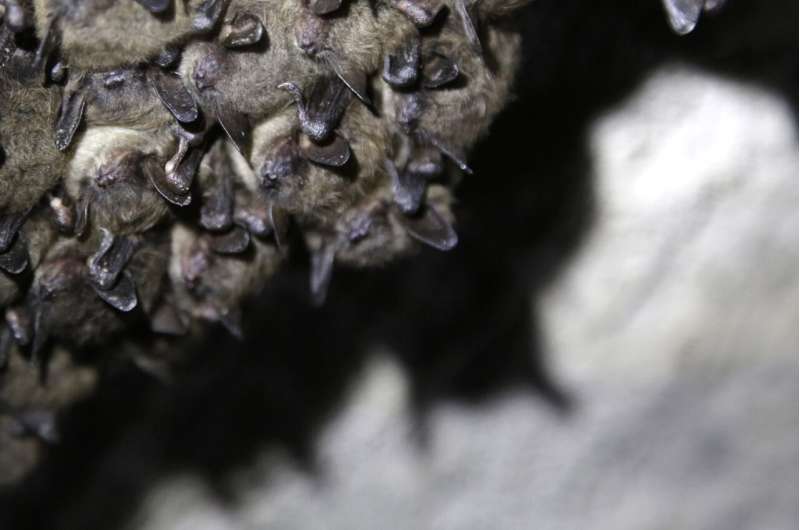 Tiny bats provide 'glimmer of hope' against a fungus that threatened entire species