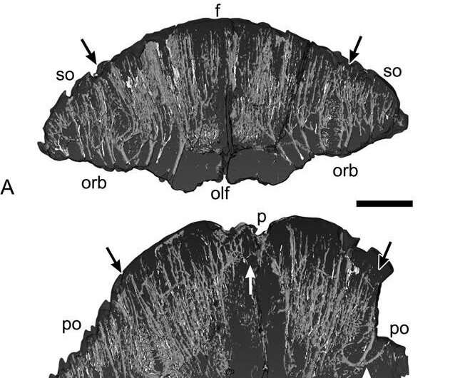 Did dome-headed dinosaurs sport bristly headgear?