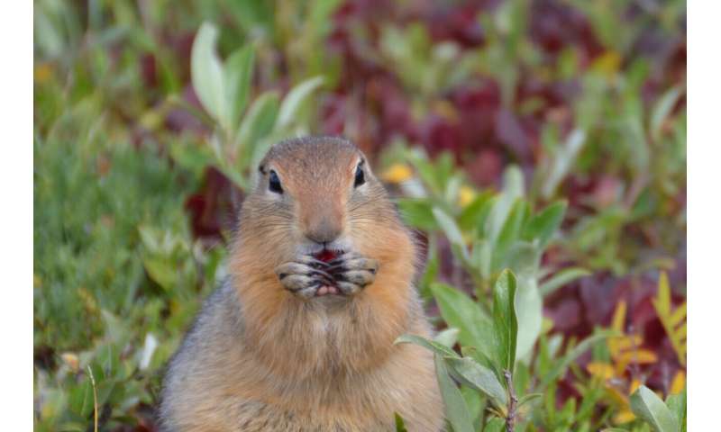 Arctic ground squirrels changing hibernation patterns