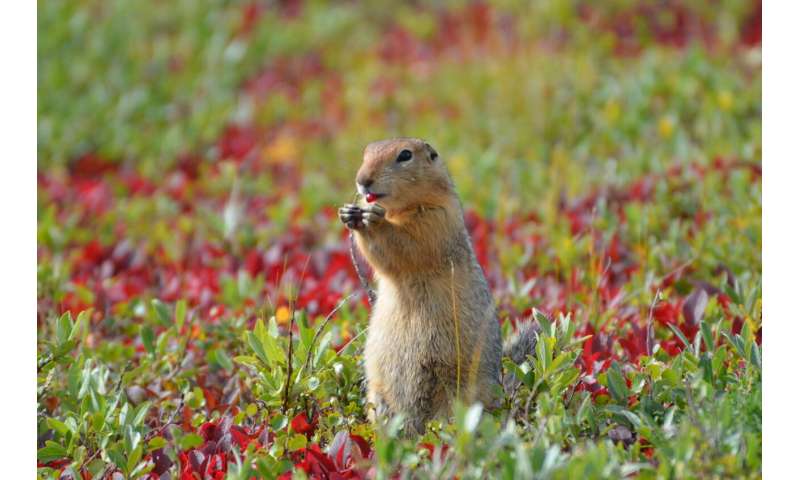 Arctic ground squirrels changing hibernation patterns