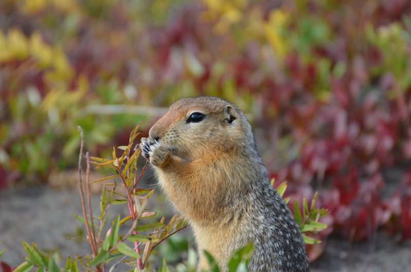 Arctic ground squirrels changing hibernation patterns