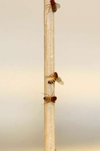Puppeteer fungus' targeted takeover of zombie flies