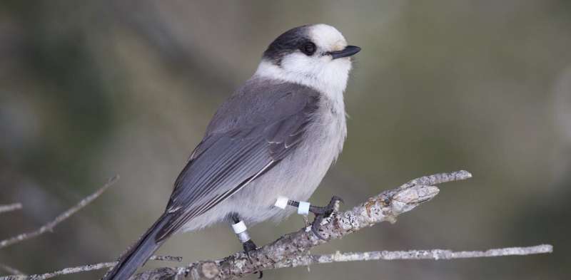 For Canada jays, sibling rivalry can be deadly as winner takes all