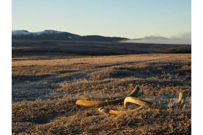 New tusk-analysis techniques reveal surging testosterone in male woolly mammoths