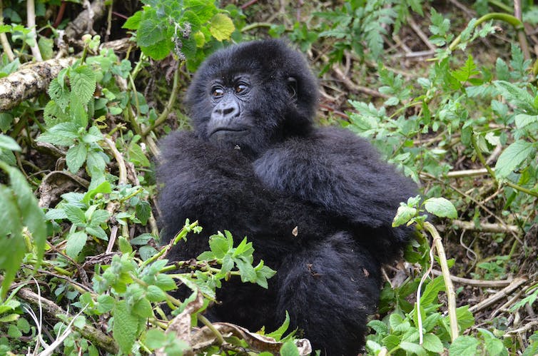 juvenile gorilla seated