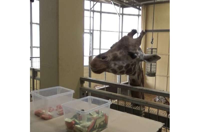 Giraffes can use statistical reasoning—they’re the first animal with a relatively small brain known to do this