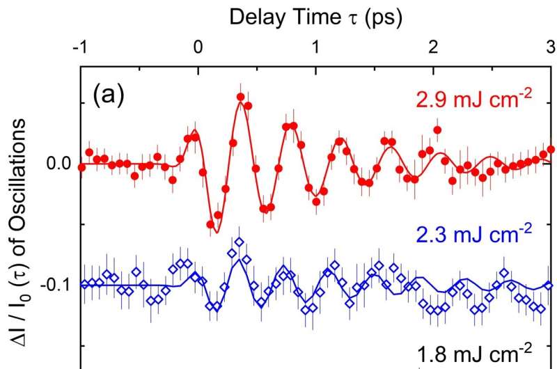 Symmetry breaking by ultrashort light pulses opens new quantum pathways for coherent phonons